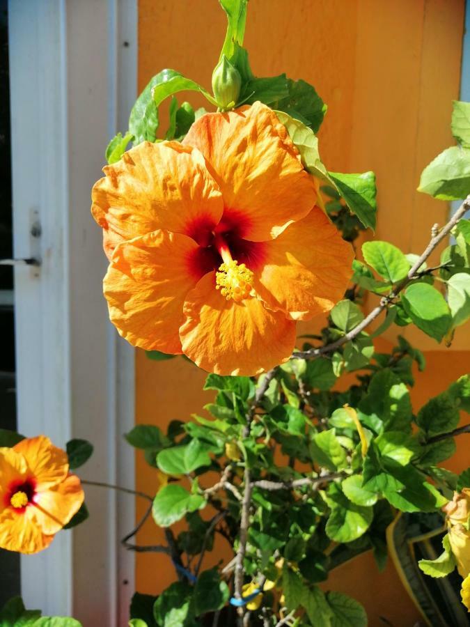 Apartamento Mi Alegria Studio Isla Mujeres